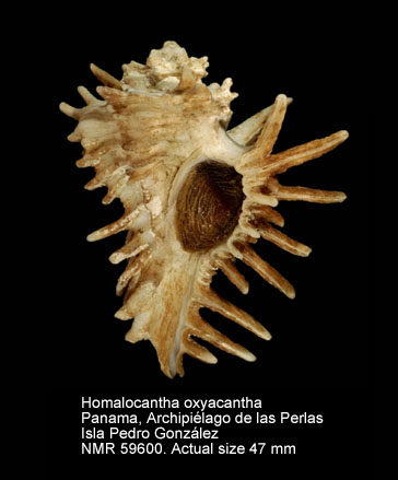 Homalocantha oxyacantha.jpg - Homalocantha oxyacantha(Broderip,1833)